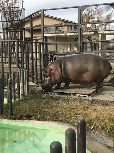 20171120 カバ体重測定