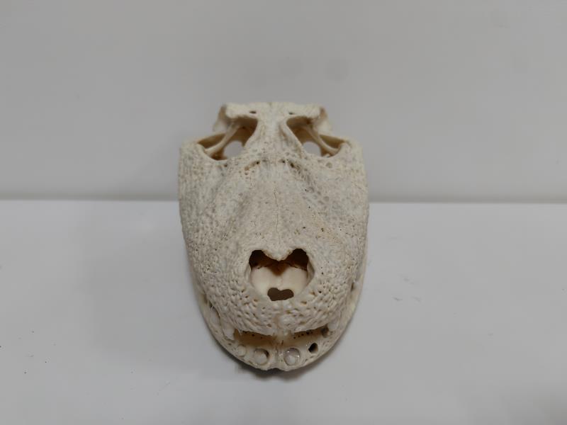 標本棚のラベル裏039 クチヒロカイマン？（頭骨） - 生き物・学び