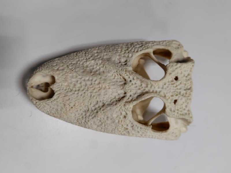 拾った骨 中国産 銀鮭中骨水煮 （180g） 12缶セット(12缶セット 180g×12缶): 食品