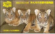 トラ