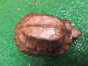 DSCF5665