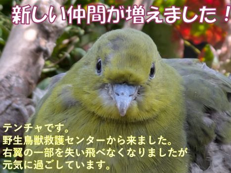 テンチャ